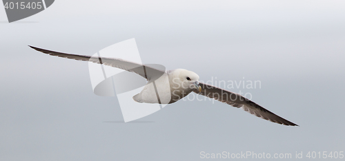 Image of Fulmar, Fulmarus glacialis