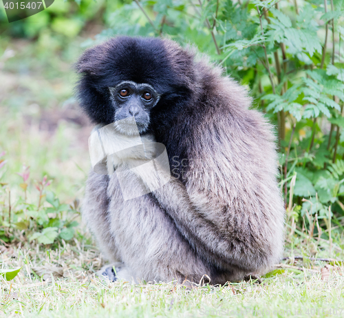 Image of Adult white handed gibbon