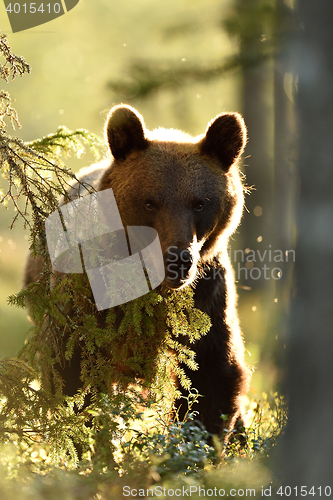 Image of brown bear in contra light