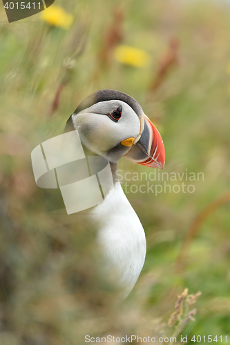 Image of Puffin portrait in summer, Westman Islands, Iceland