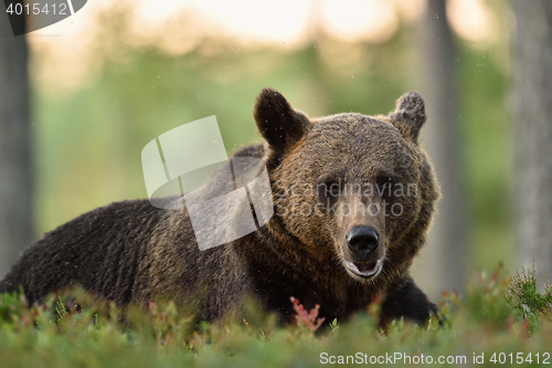 Image of brown bear resting in forest. brown bear close-up. brown bear portrait. bear with mosquitoes.