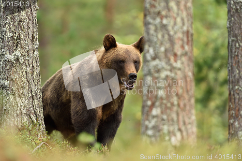 Image of male bear in forest. bear in taiga forest.