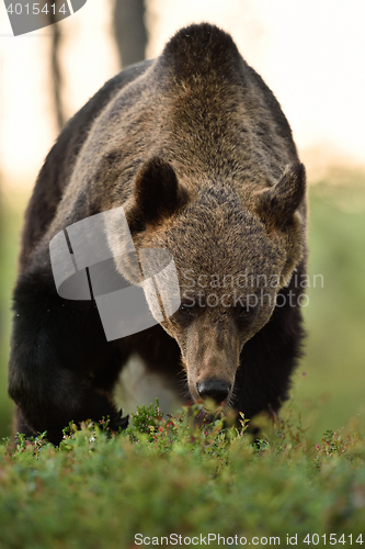 Image of approaching bear. watch out bear. 