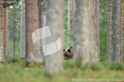 Image of brown bear in forest. bear in taiga. watch out bear.