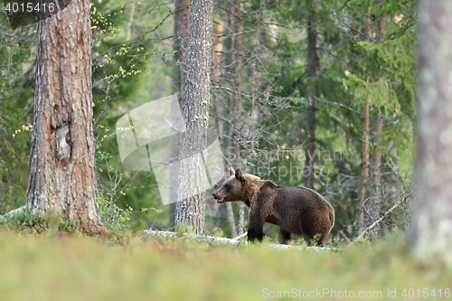 Image of brown bear in forest. bear in taiga.