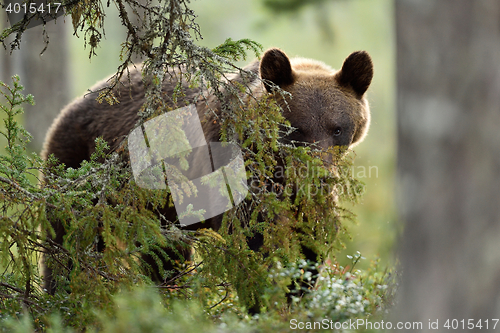 Image of Facing brown bear. Eye to eye with bear. Bear peeking. Glimpse of bear.