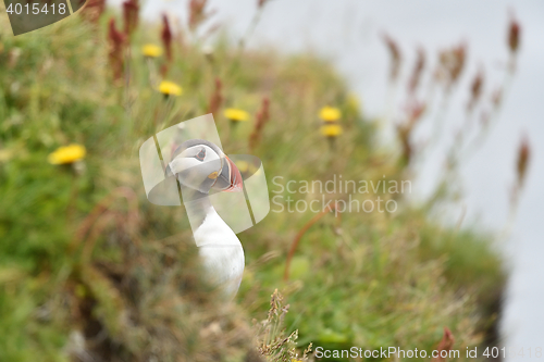 Image of Puffin, Fratercula arctica, single bird on rock, Iceland, Westman Islands