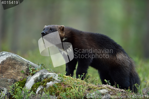 Image of wolverine (Gulo gulo) on stone in forest