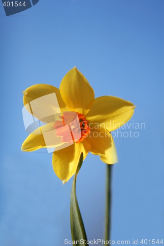 Image of single daffodil