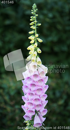 Image of flower detail