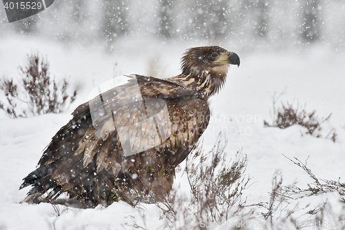 Image of White-tailed eagle in snowfall. Eagle on snow. Eagle in winter. 