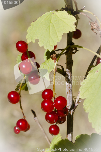 Image of red currants