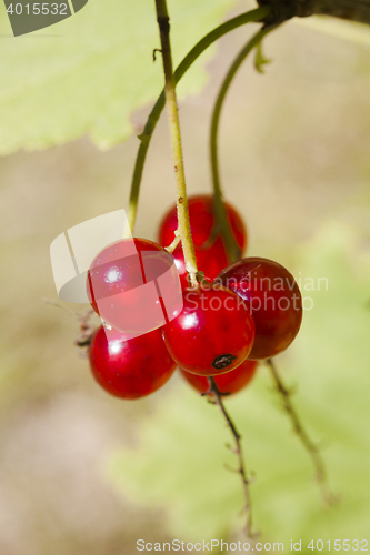 Image of red currants