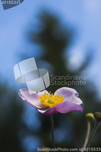 Image of chinese anemones