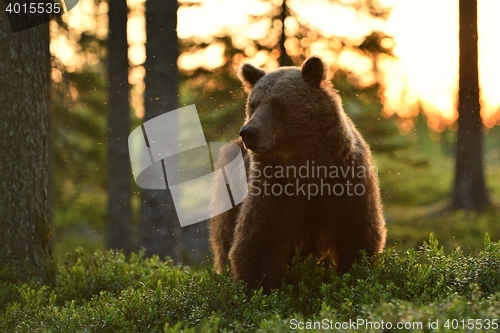 Image of Brown bear at sunrise in forest. Brown bear in Finnish taiga.