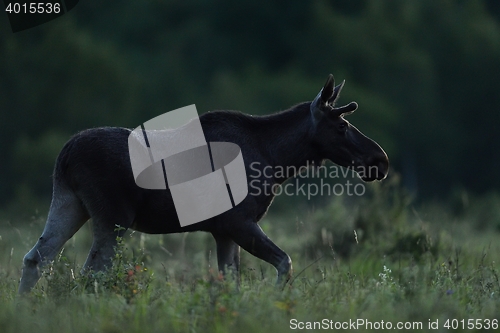 Image of Moose bull walking at summer night