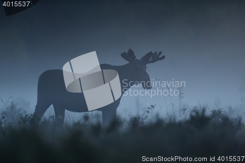 Image of moose bull walking in the mist at summer night