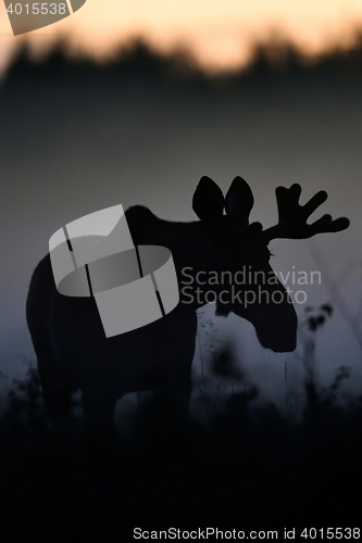 Image of Moose bull at night. Moose silhouette.