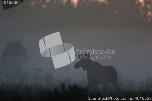 Image of Moose in the mist at twilight