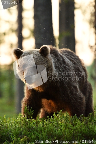 Image of brown bear at sunrise in forest