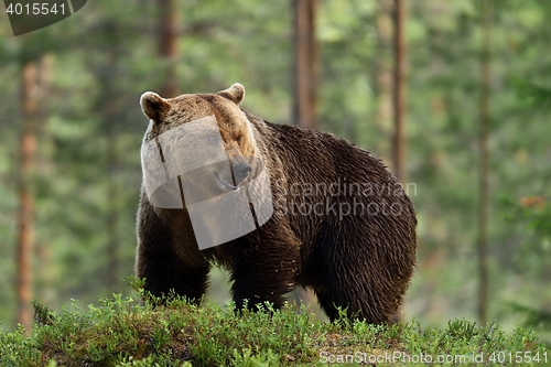 Image of Big male bear in forest. Male bear in Finnish taiga.