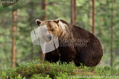 Image of brown bear with forest background