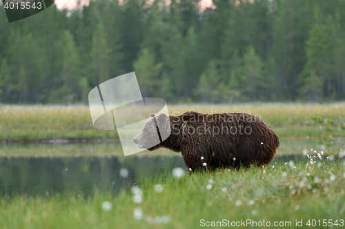 Image of brown bear at sunrise in Finnish taiga