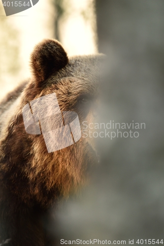 Image of brown bear behind a tree
