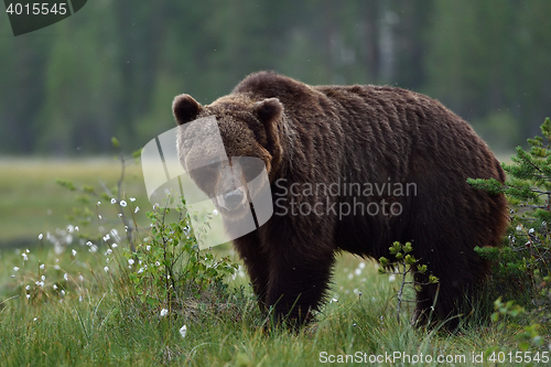 Image of big male brown bear in Finnish taiga