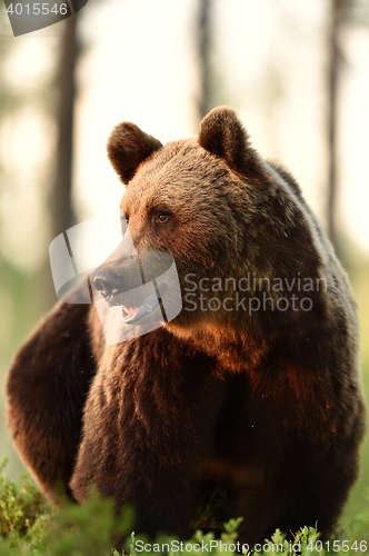 Image of brown bear in forest