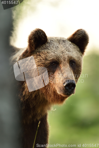 Image of brown bear portrait in forest at sunset
