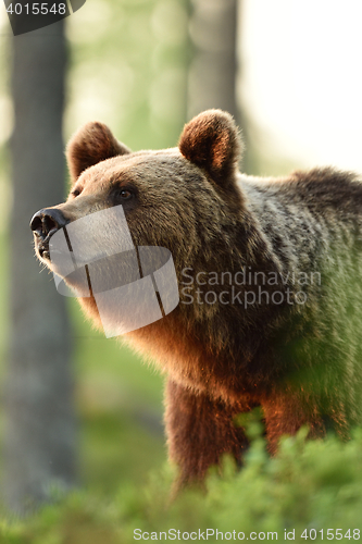 Image of brown bear in the forest at sunset