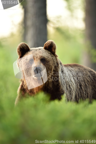 Image of Facing brown bear in forest