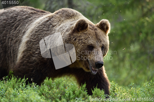 Image of Close shot of large male brown bear in the Finnish taiga