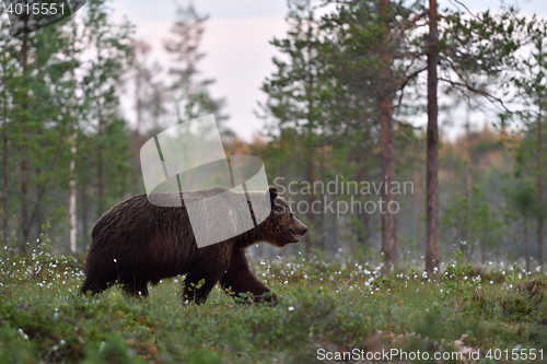 Image of Large male brown bear walking in blossoming grass in arctic white night