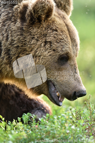 Image of Brown bear (ursus arctos) portrait