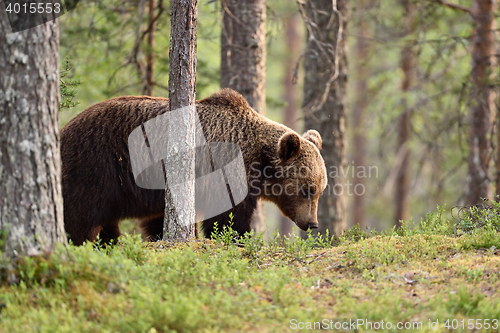 Image of brown bear in taiga forest