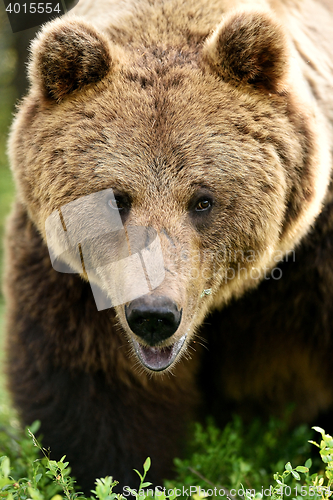 Image of big male brown bear portrait in forest