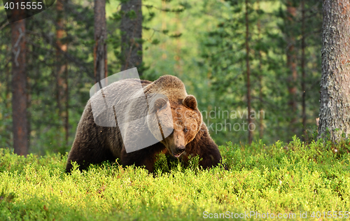 Image of brown bear in forest on summer evening