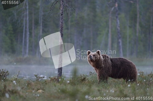 Image of brown bear at night