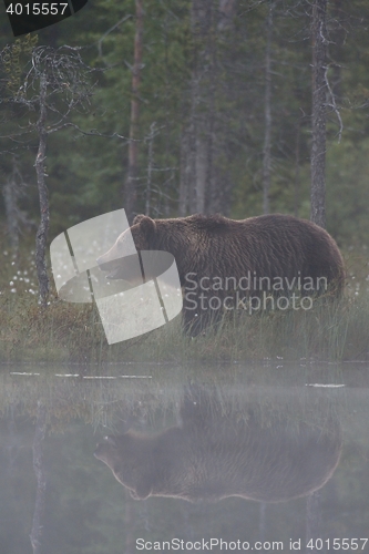 Image of Brown bear in the mist. Bear at nighttime. Bear in summer. Bear reflection.