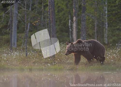 Image of Brown bear (Ursus arctos) in the misty bog. Misty landscape with bear.