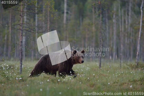 Image of Brown bear walking with forest background. Male brown bear. Brown bear in forest.