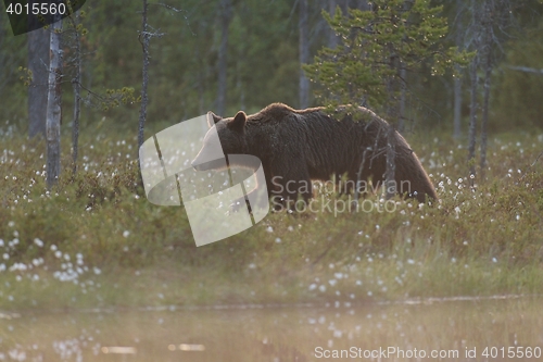 Image of Brown bear walking at sunset. Brown bear in forest.  Brown bear in taiga.