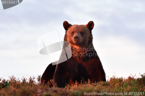 Image of brown bear at sunset. male brown bear. resting. autumn. 