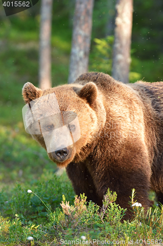 Image of big brown bear portrait in forest