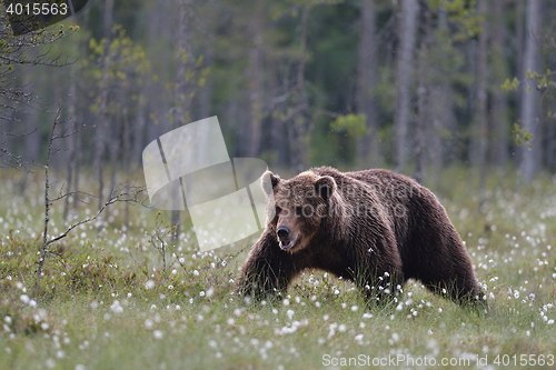 Image of Male brown bear walking in bog late in the evening