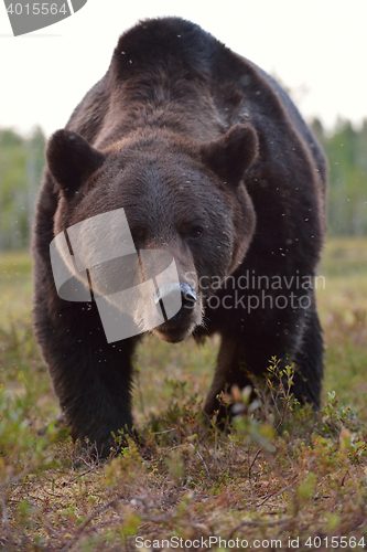 Image of Brown bear (Ursus arctos) portrait. Close up. Bear face. Paw. Claws. Wild bear.