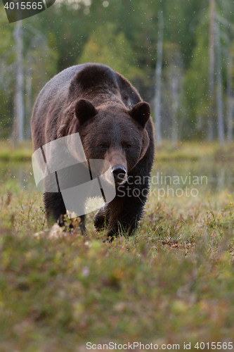 Image of Brown bear (Ursus arctos) approaching. Coming. Walking. Bog. Taiga.