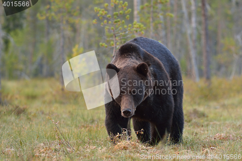 Image of big male bear